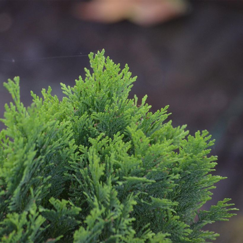 Chamaecyparis lawsoniana Minima Glauca - Lawson Cypress (Foliage)