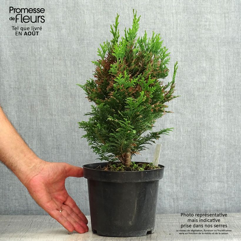 Chamaecyparis lawsoniana Minima Glauca - Lawson Cypress 2L/3L pot sample as delivered in summer