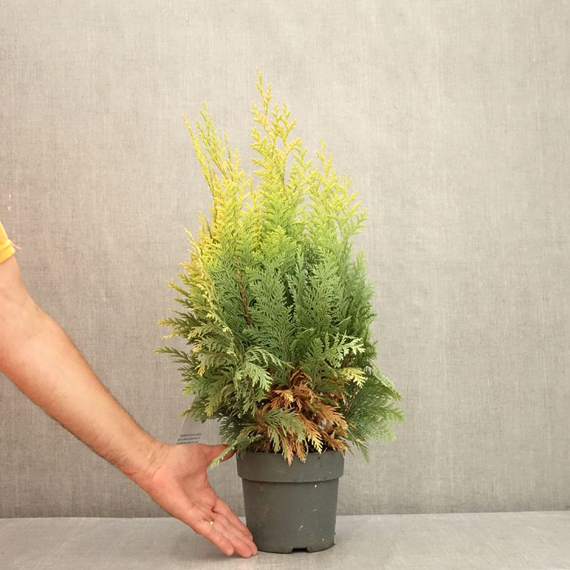 Chamaecyparis lawsoniana Alumigold - Lawson Cypress 2L/3L pot sample as delivered in summer
