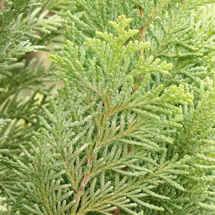 Chamaecyparis lawsoniana Alumigold - Lawson Cypress (Foliage)