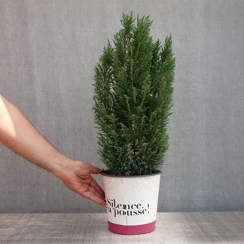 Chamaecyparis lawsoniana Elwoodii - Lawson Cypress 4L/5L pot sample as delivered in summer