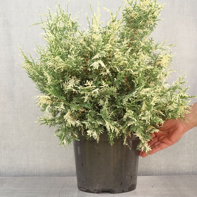 Chamaecyparis lawsoniana Pearly Swirls - Lawson Cypress 7.5L/10L pot sample as delivered in summer