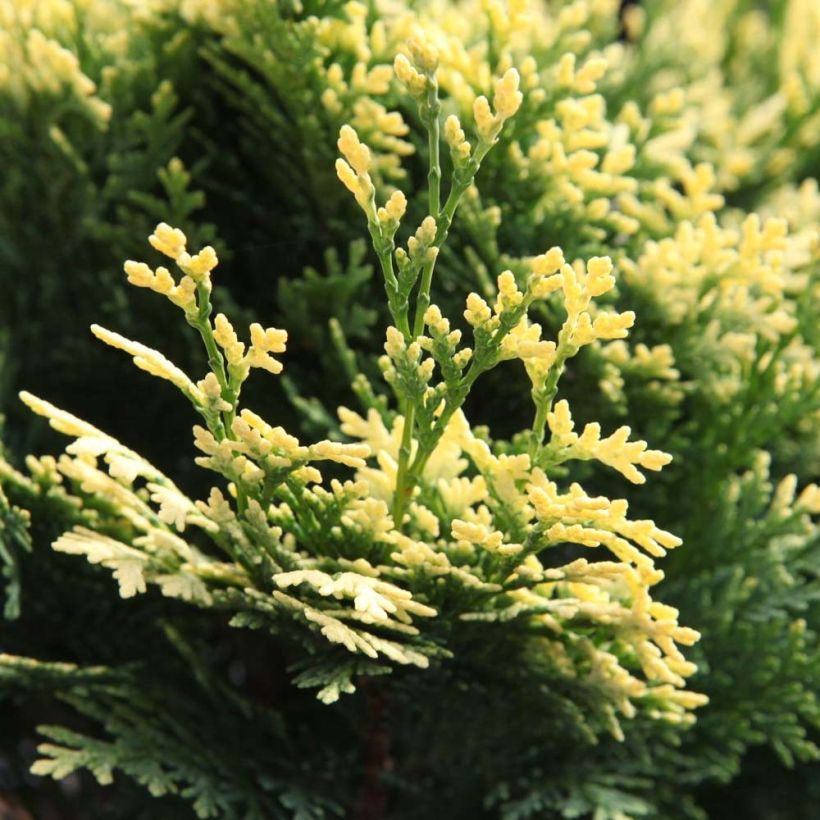 Chamaecyparis lawsoniana Pygmaea Argentea - Lawson's Cypress (Foliage)