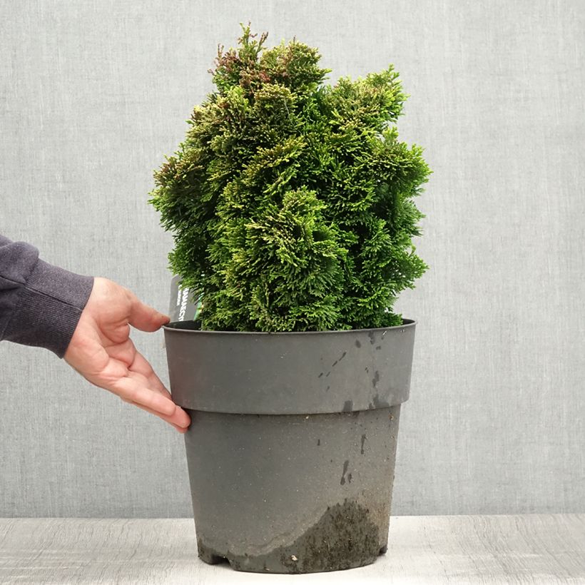 Chamaecyparis obtusa Aurea - Hinoki Cypress 7.5L/10L pot sample as delivered in summer