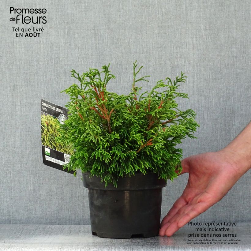 Chamaecyparis obtusa Gitte - Hinoki Cypress 2L/3L pot sample as delivered in summer