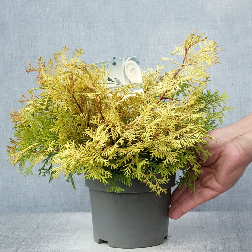 Chamaecyparis obtusa Kamarachiba - Hinoki Cypress 2L/3L pot sample as delivered in summer