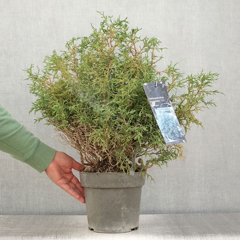 Chamaecyparis obtusa Lycopodioides - Hinoki Cypress 4L/5L pot sample as delivered in summer