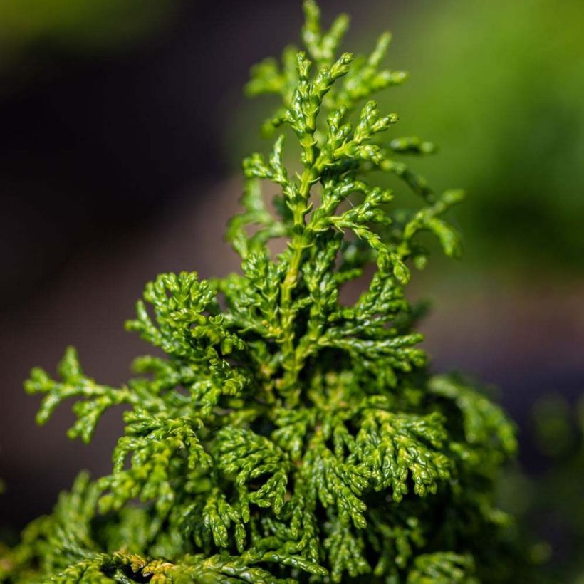 Chamaecyparis obtusa Maureen - Hinoki Cypress (Foliage)