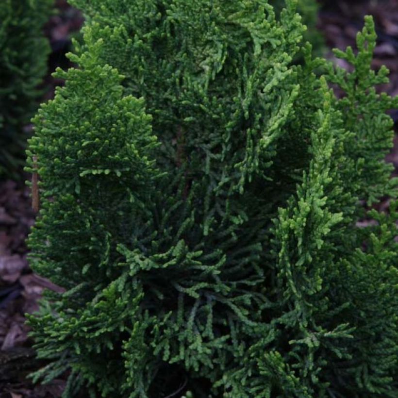 Chamaecyparis obtusa Meroki Twin - Hinoki Cypress (Foliage)