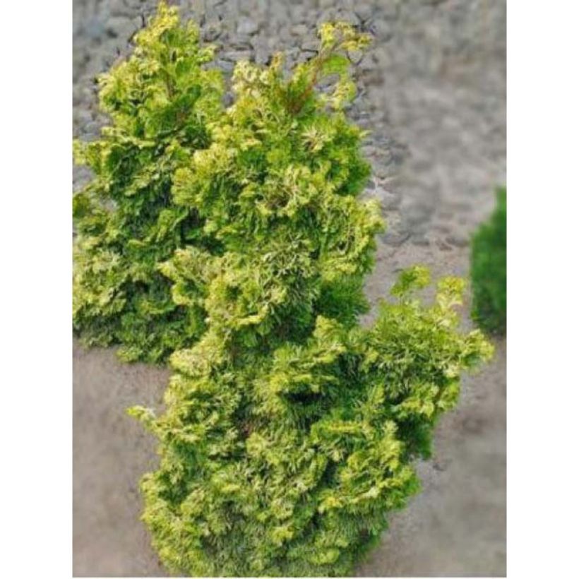 Chamaecyparis obtusa Rashahiba - Hinoki Cypress (Plant habit)