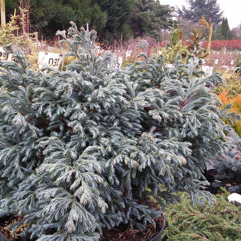 Chamaecyparis pisifera Boulevard - Sawara Cypress (Plant habit)