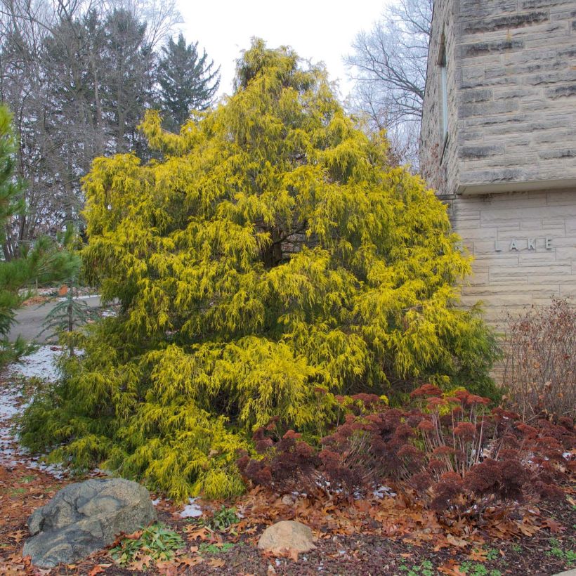 Chamaecyparis pisifera Filifera Aurea - Sawara Cypress (Plant habit)