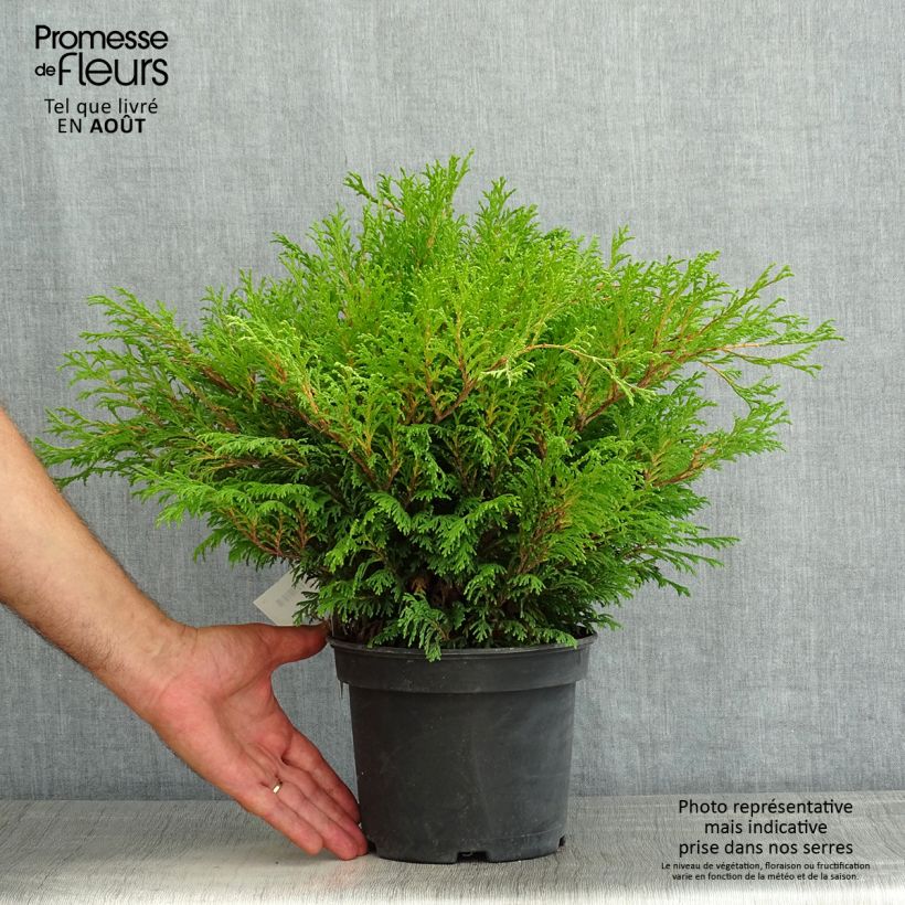 Chamaecyparis pisifera Filips Happy Day - Sawara Cypress 2L/3L pot sample as delivered in summer