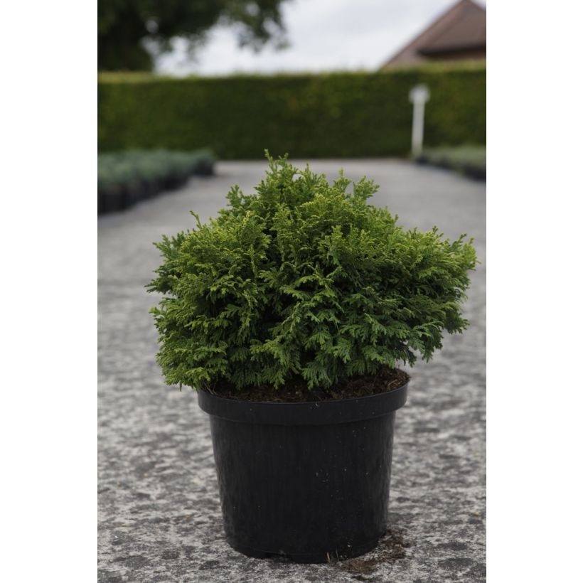 Chamaecyparis pisifera Golden Pincushion - Sawara Cypress (Plant habit)