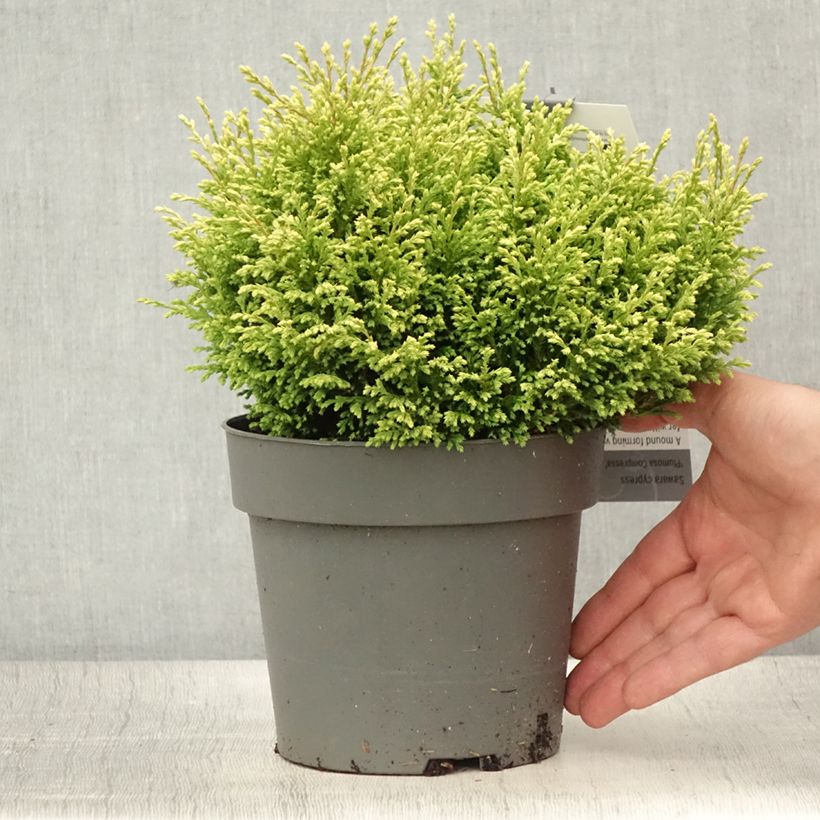 Chamaecyparis pisifera Plumosa Compressa - Dwarf Cypress 2L/3L pot sample as delivered in summer