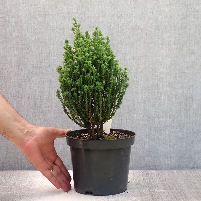 Chamaecyparis thyoides Blue Rock 2L/3L pot sample as delivered in summer