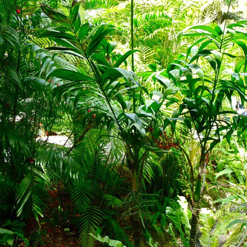 Chamaedorea klotzschiana - Parlour Palm (Plant habit)