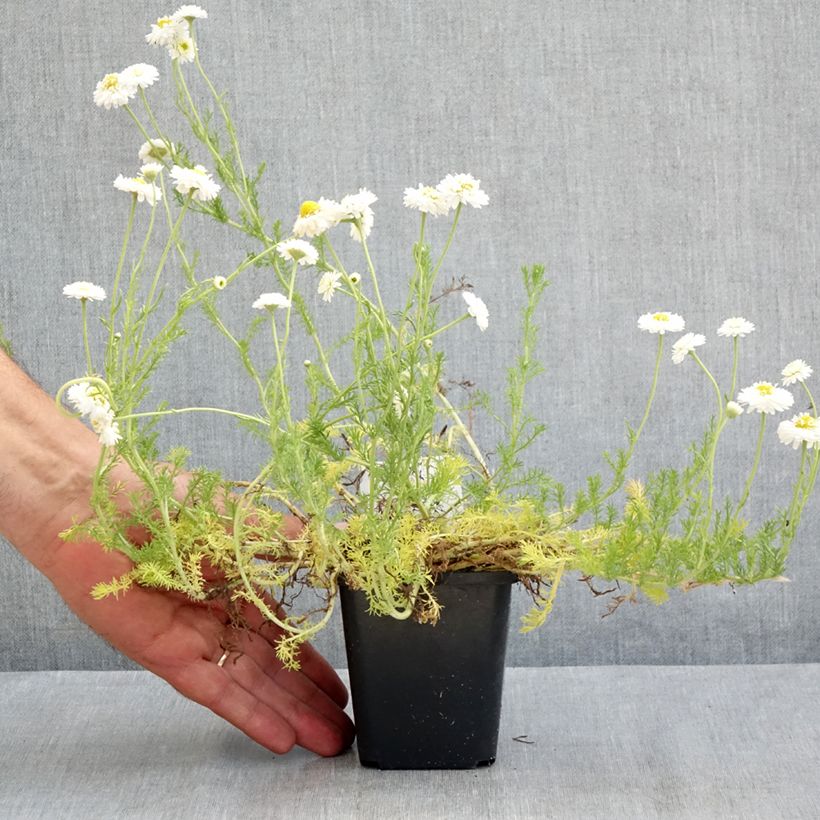 Chamaemelum nobile Flore Pleno 8/9 cm pot sample as delivered in summer