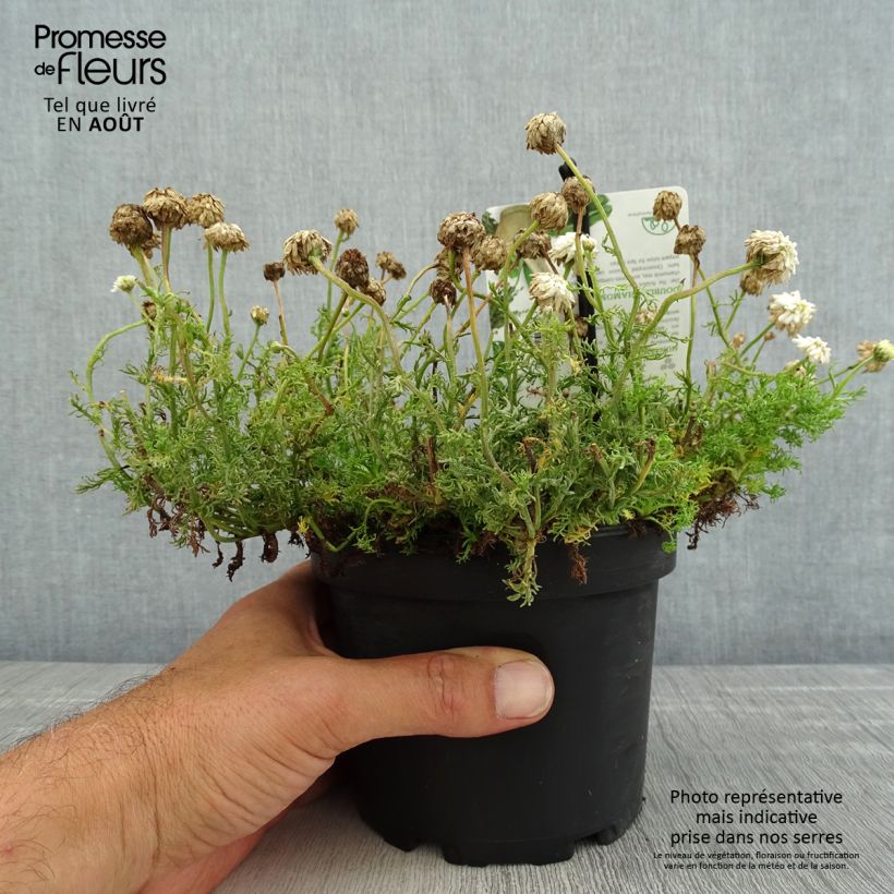 Chamaemelum nobile Flore Pleno 1.5L/2L pot sample as delivered in summer