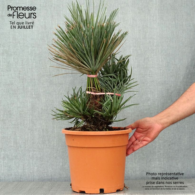Chamaerops humilis var. cerifera - Dwarf Fan Palm 7.5L/10L pot sample as delivered in summer
