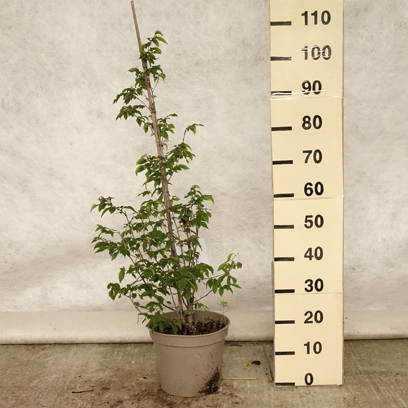 Ostrya carpinifolia 7.5L/10L pot sample as delivered in summer
