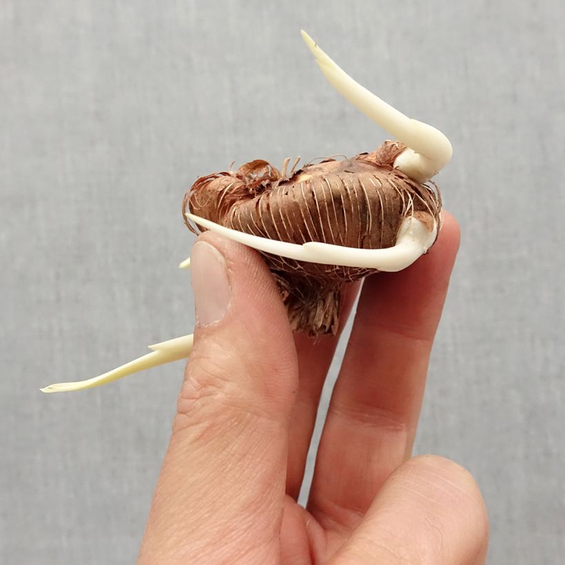 Chasmanthe floribunda Bulb size I sample as delivered in spring