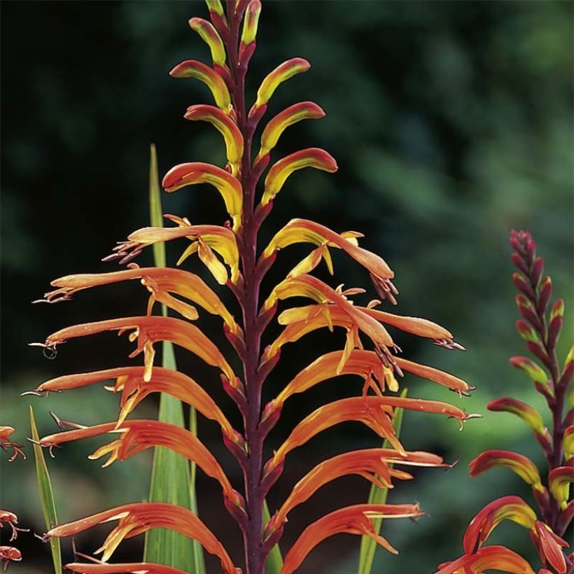 Chasmanthe floribunda (Flowering)