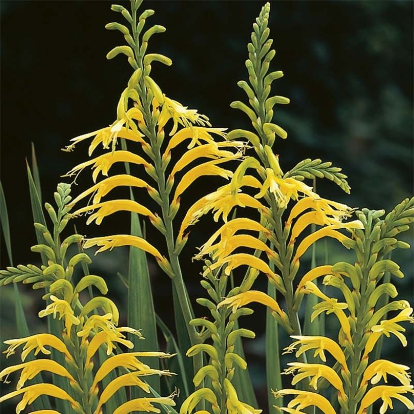 Chasmanthe floribunda Duckittii - African Flag (Flowering)