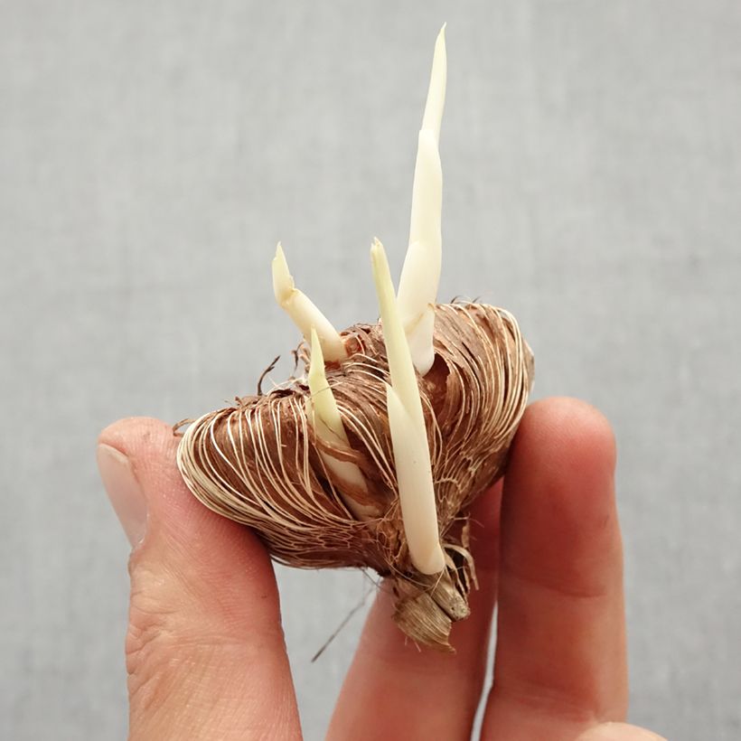Chasmanthe floribunda Duckittii - African Flag Bulb size I sample as delivered in spring