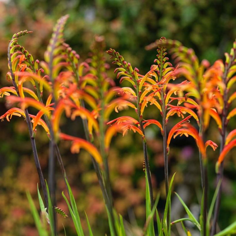 Chasmanthe floribunda Saturnus (Flowering)