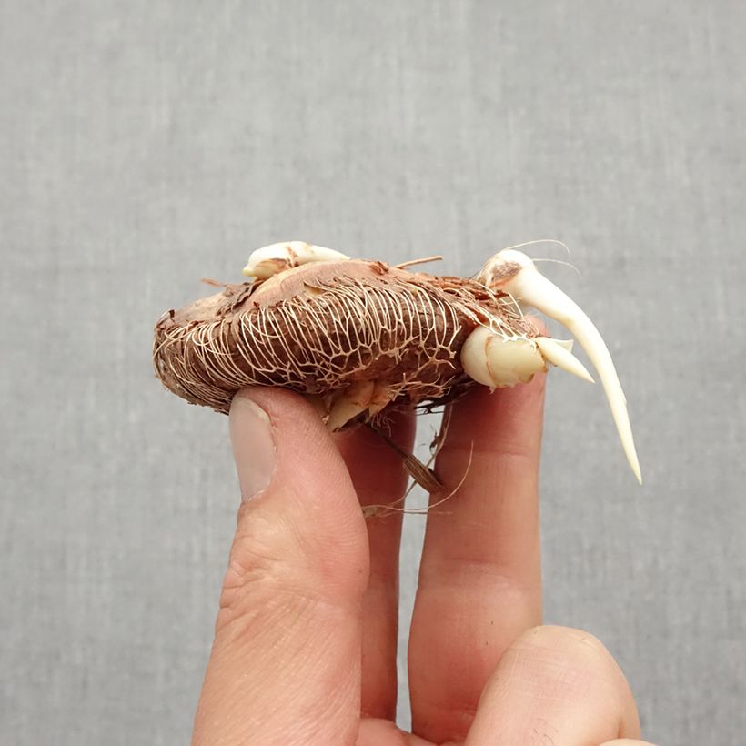 Chasmanthe floribunda Saturnus Bulb size 14+ sample as delivered in spring