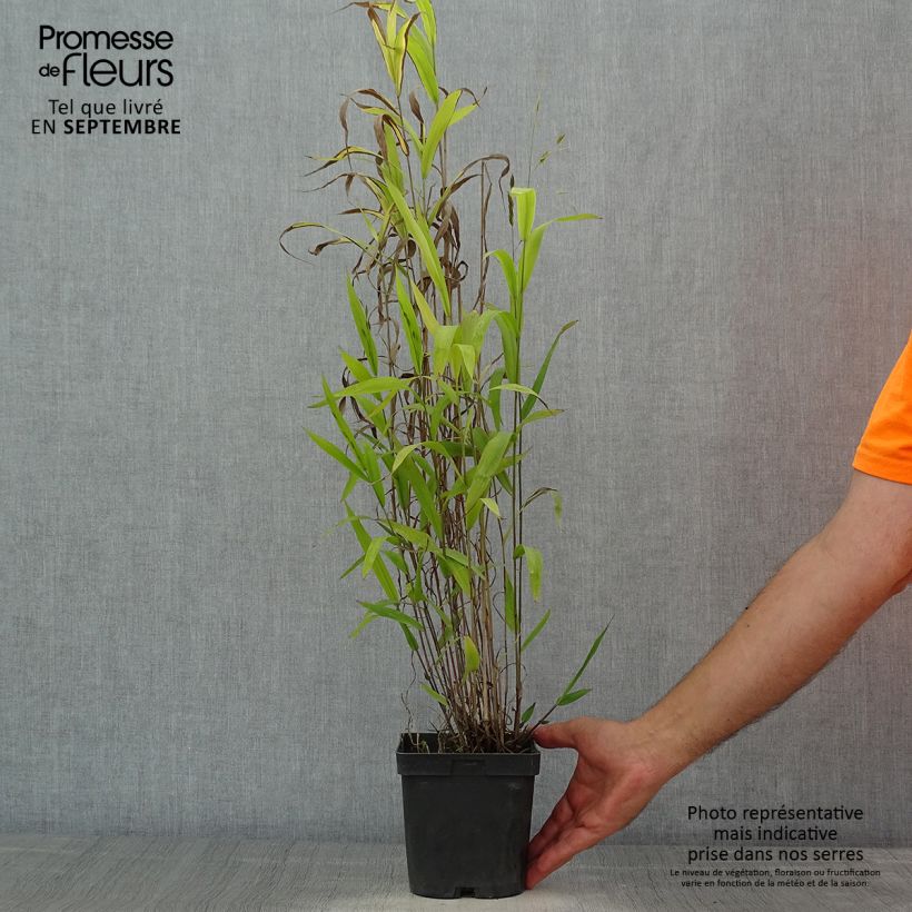 Chasmanthium latifolium 2L/3L pot sample as delivered in summer
