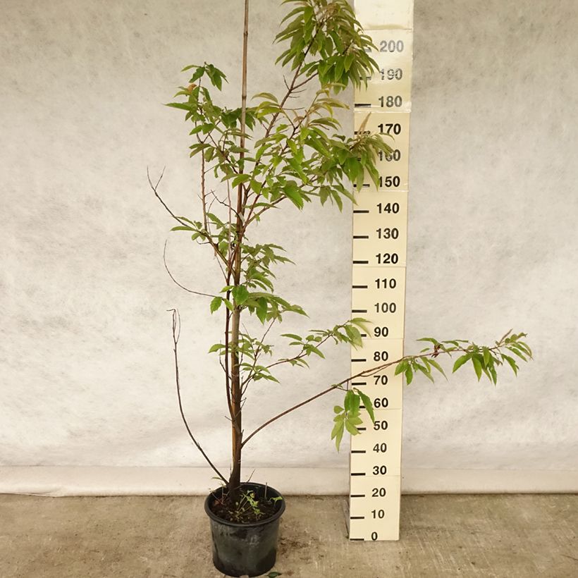 Chestnut Marigoule - Castanea sativa 7.5L/10L pot, Sapling sample as delivered in summer