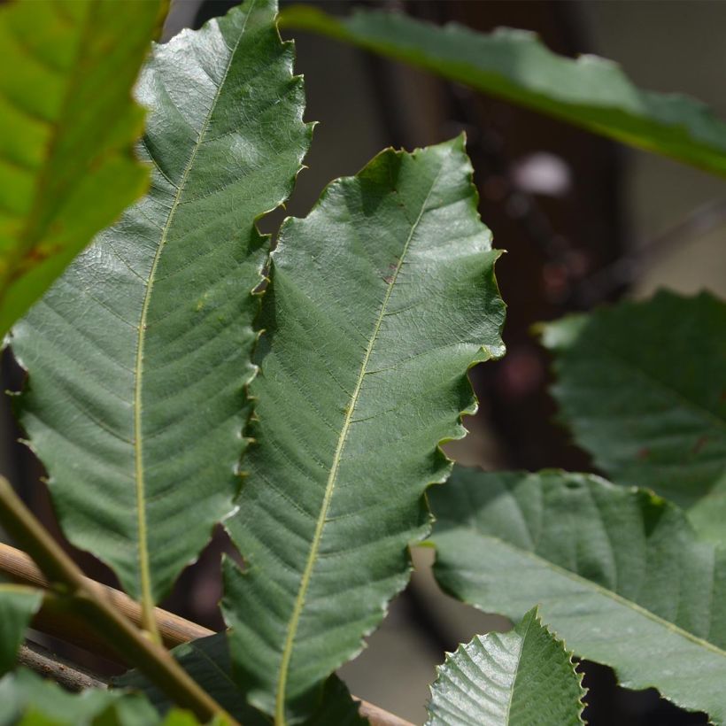 Chestnut Marron de Lyon - Castanea sativa (Foliage)