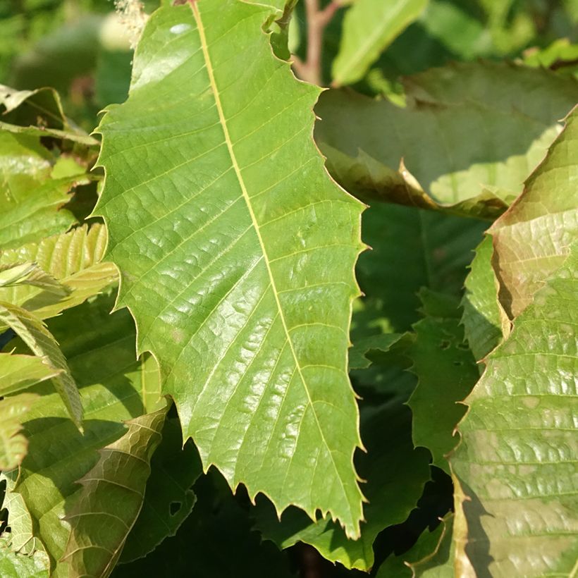 Castanea sativa Marsol - Chestnut (Foliage)