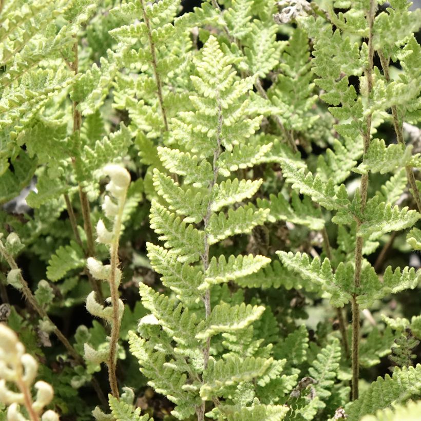 Cheilanthes lanosa Cimbra - Hairy Lip Fern (Foliage)