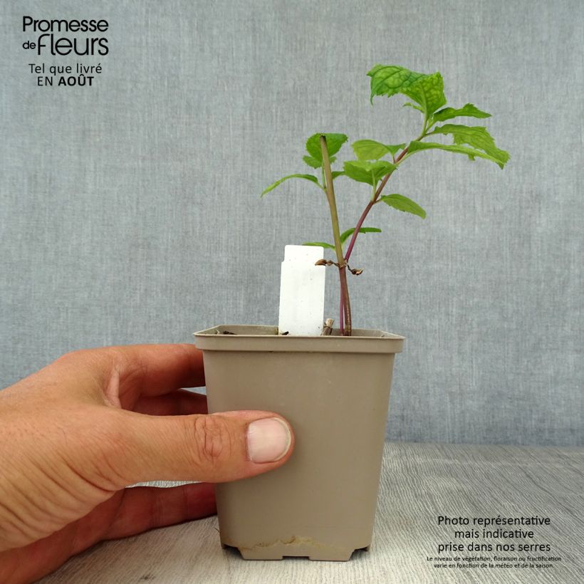 Chelone lyonii Hot Lips 8/9 cm pot sample as delivered in summer