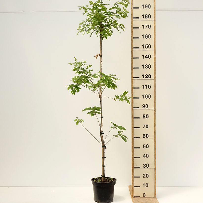 Quercus cerris Curly Head - Oak 7.5L/10L pot sample as delivered in spring