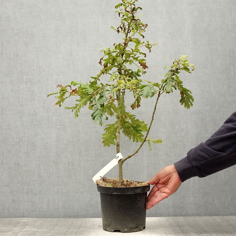 Quercus frainetto - Hungarian Oak 4L/5L pot sample as delivered in summer
