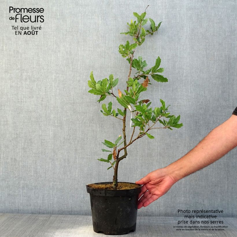 Quercus turneri Spencer Turner - Hybrid Oak 4L/5L pot sample as delivered in summer