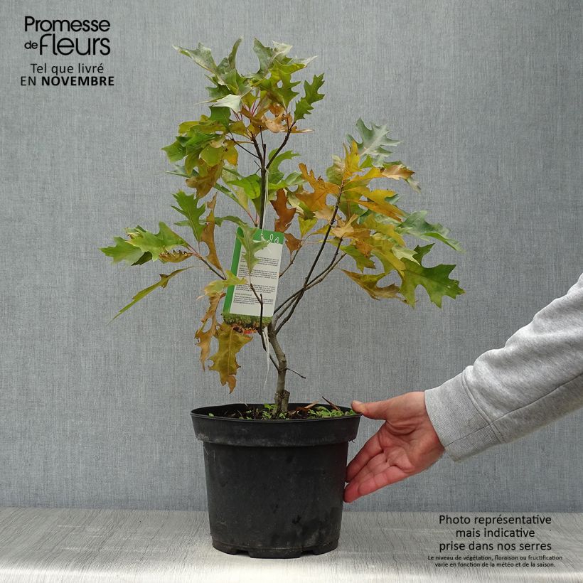 Quercus palustris Isabel - Pin Oak 4L/5L pot sample as delivered in autumn