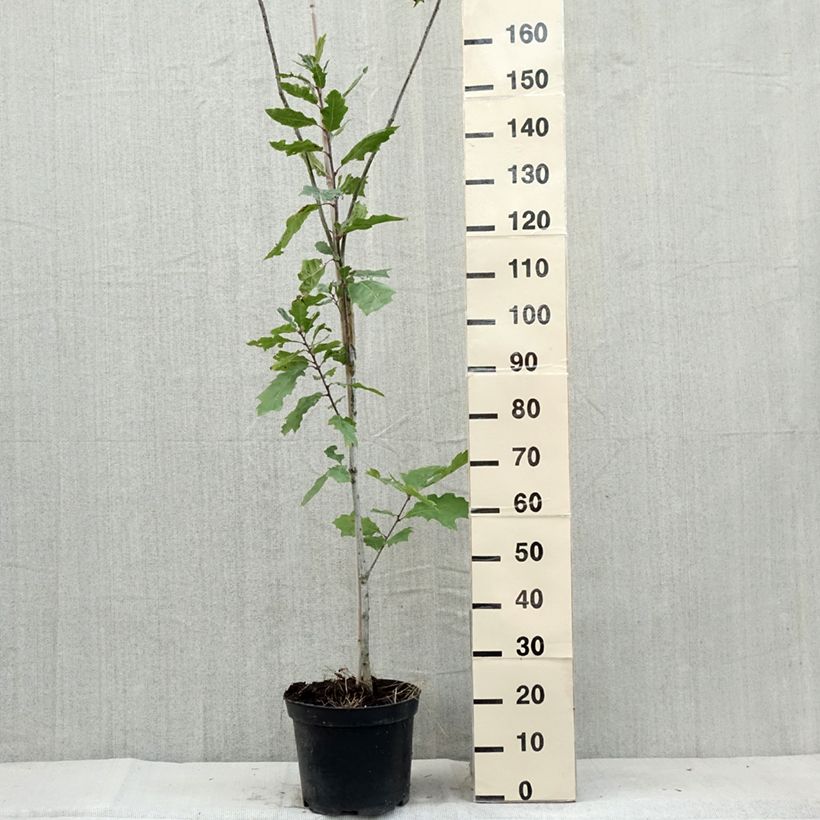Quercus palustris Betty Jean - Pin Oak 7.5L/10L pot sample as delivered in summer