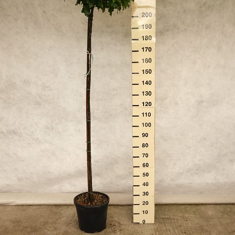 Quercus palustris Green Dwarf - Pin Oak 18L/20L pot sample as delivered in summer