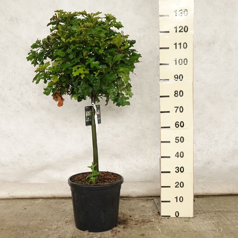 Quercus palustris Green Dwarf - Pin Oak 18L/20L pot sample as delivered in summer
