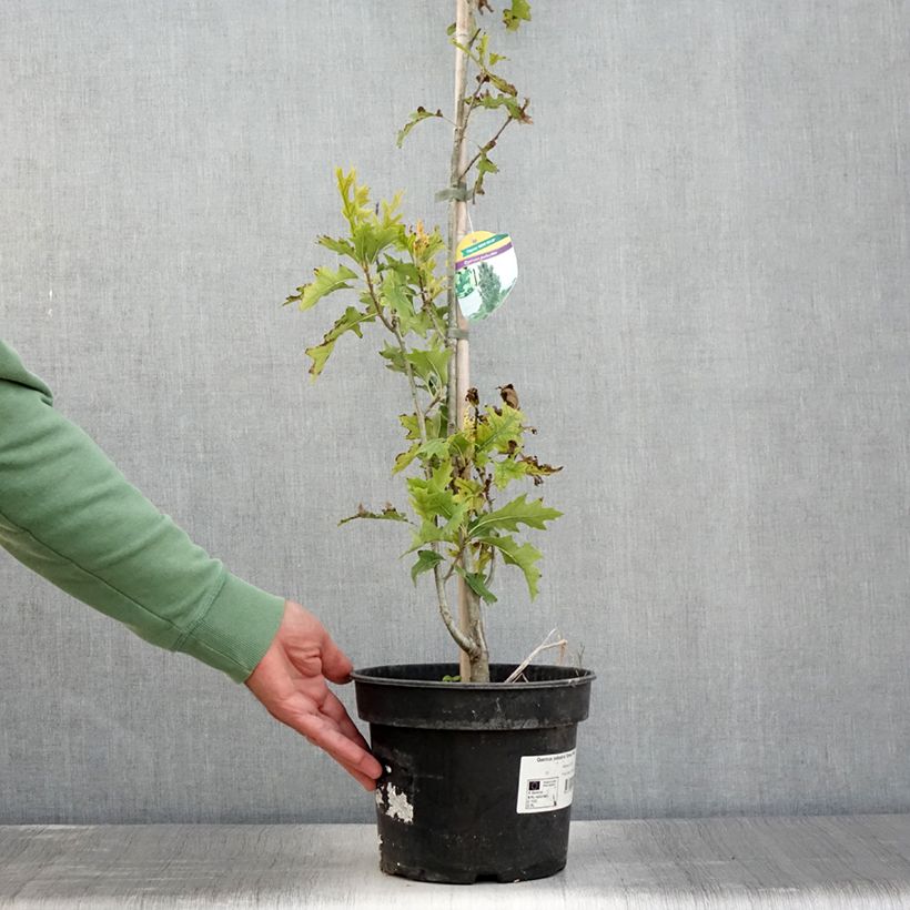 Quercus palustris Green Pillar - Pin Oak 4L/5L pot sample as delivered in summer