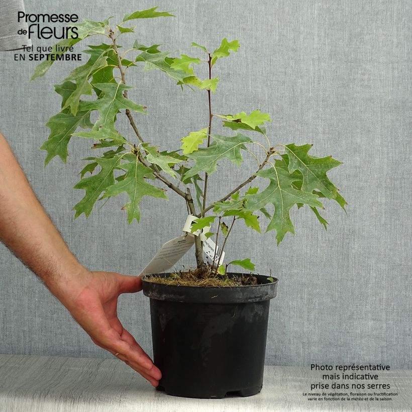 Quercus coccinea Splendens - Scarlet Oak 4L/5L pot sample as delivered in summer