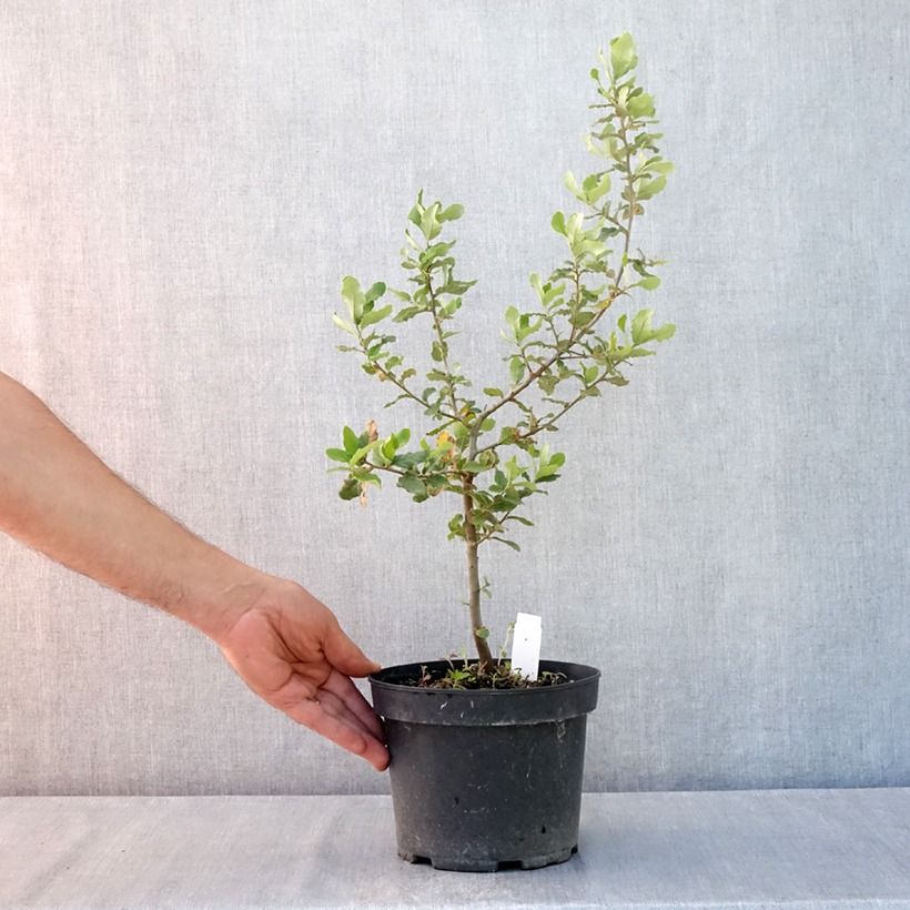 Quercus suber - Cork Oak 3L/4L pot sample as delivered in summer