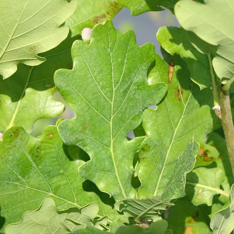 Quercus Monument - Oak (Foliage)