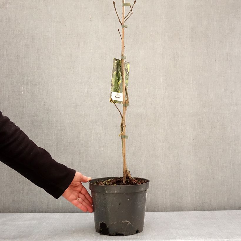 Quercus Monument - Oak 4L/5L pot sample as delivered in winter