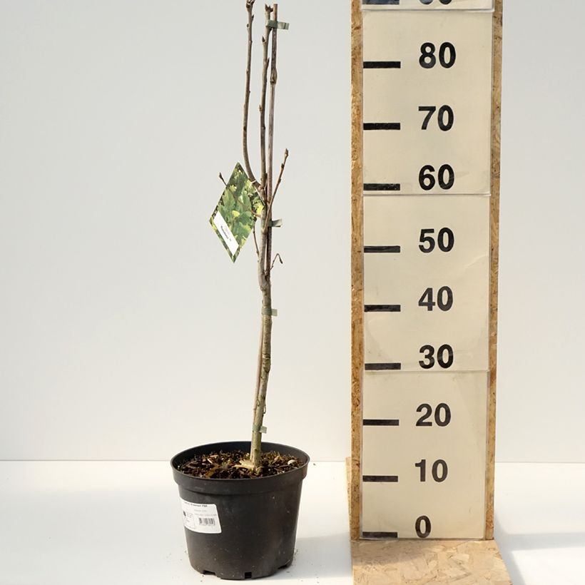 Quercus Monument - Oak 4L/5L pot sample as delivered in spring